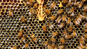 Bees working on honeycomb