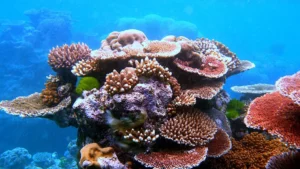 General view of a coral reef