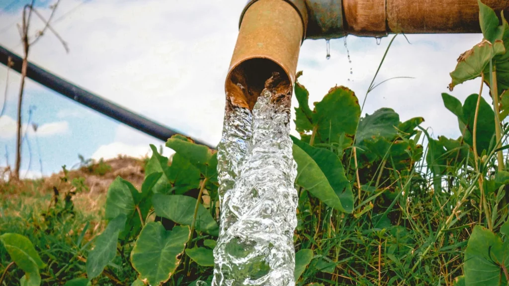 Fresh water flowing from a pipe situated in a field with large green plants