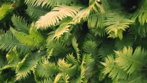 close up photo of green ferns