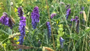 colorful flowers in a field of natural grasses