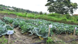 field of carrot plants in rwanda