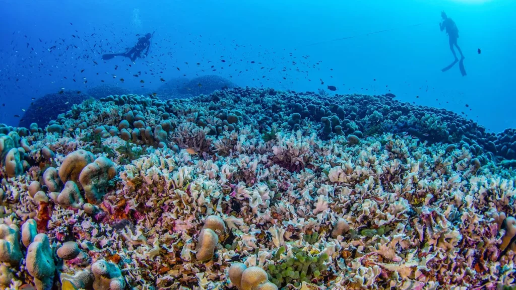 Divers floating above large coral