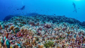 Divers floating above large coral