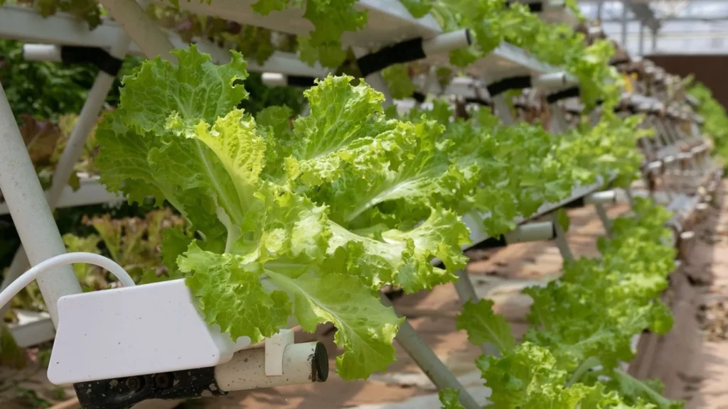 Leafy green vegatables being grown sustainably in a hydroponic farm.