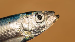 Anchovy close up