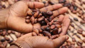 Close up of cocoa in a farmer's hands