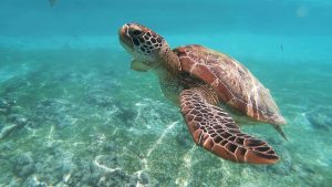 Green sea turtle swimming in the ocean