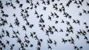 flock of migrating birds