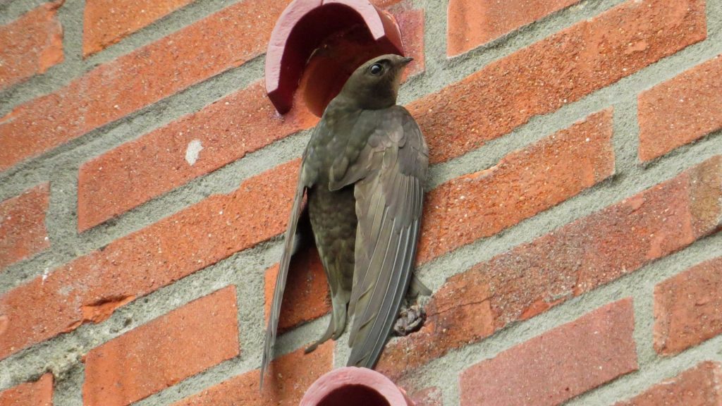 Common swift next to swift bricks
