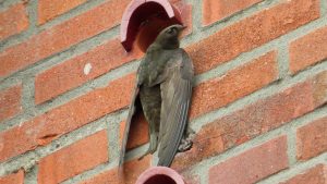 Common swift next to swift bricks