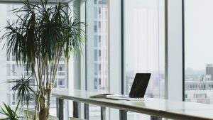 plants in the office