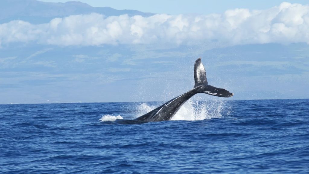 whale breaching