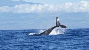 whale breaching